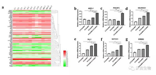 if 7.328 神經(jīng)生成pcr陣列 大鼠 在生物材料研究中的應(yīng)用實例