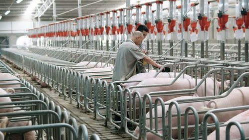 數(shù)字經(jīng)濟(jì)與生物基材料創(chuàng)新 2024年上半年經(jīng)濟(jì)實(shí)力躍升的雙引擎